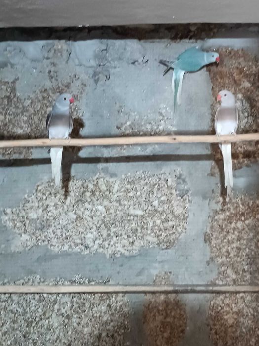 Ring necks ccs 2025 e adultos