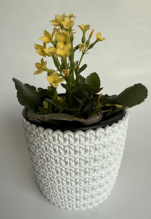 Kalanchoe sukulent w białej osłonce