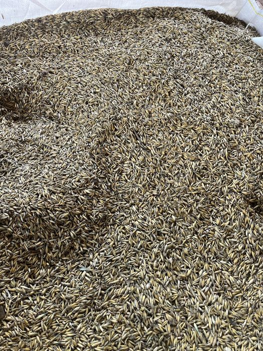 Owies paszowy/ Konecki 2025