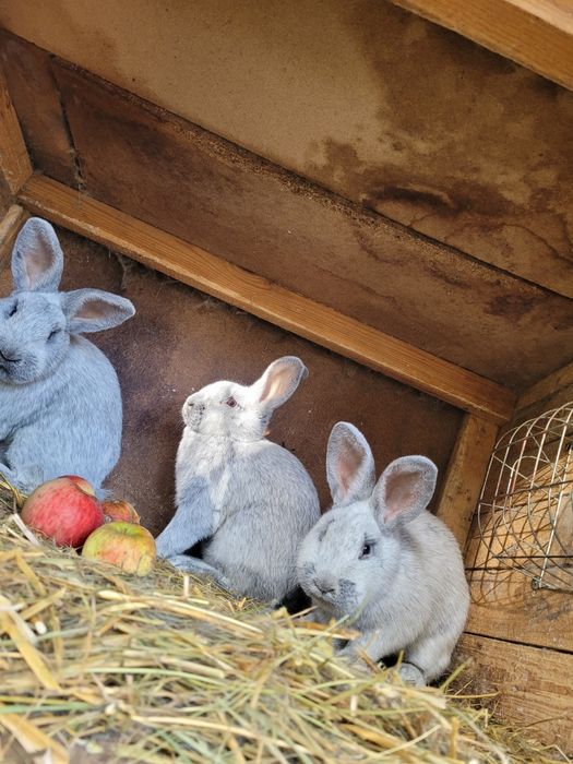 Wjs Wielki Jasno Srebrzysty samce