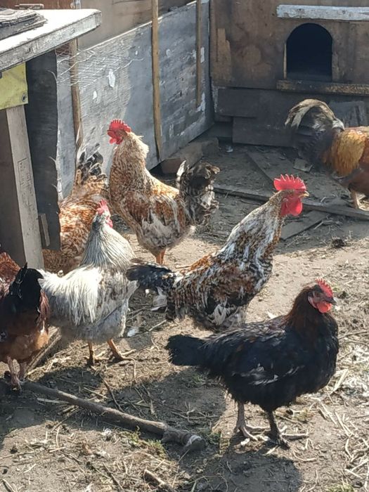 Меняю крупы любые (гречка, пшено, рис.,мука и так дале)на домашнии яца