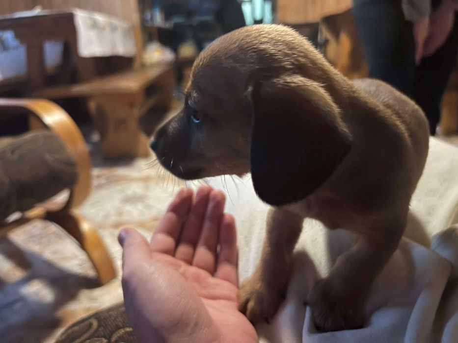 Oddam szczeniaki w dobre ręce