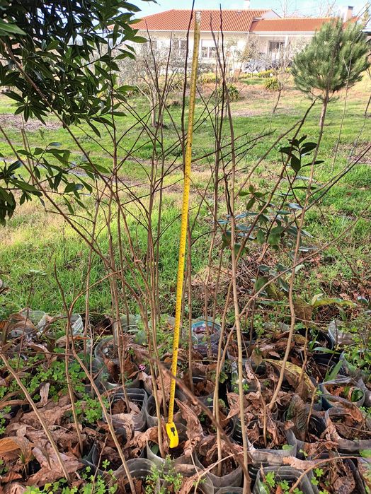 Asimina Triloba (Paw Paw) – Única árvore tropical que resiste ao Frio!