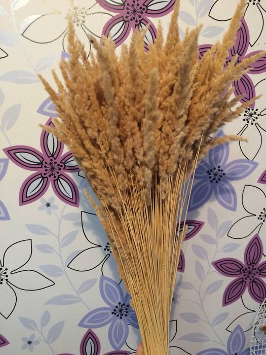 Сухоцветы, камыши, пампасная трава