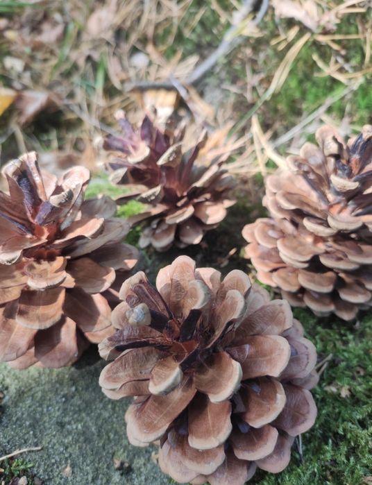 Szyszko, wysuszone, duże, 100szt. plus gratis