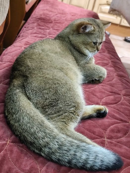 В'язка.Шотладські котики.