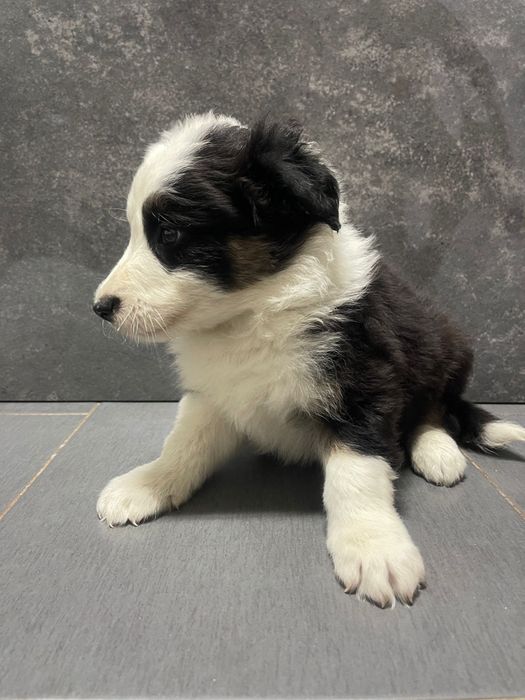 Border collie macho 3 meses