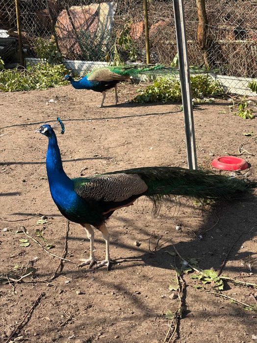 Pawie królewskie z wolnego wybiegu. Samce i samice, własna hodowla