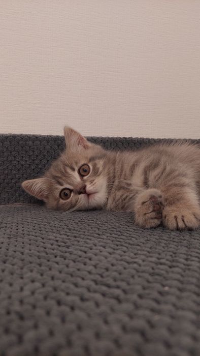 Шотландські кошенята, хлопчик