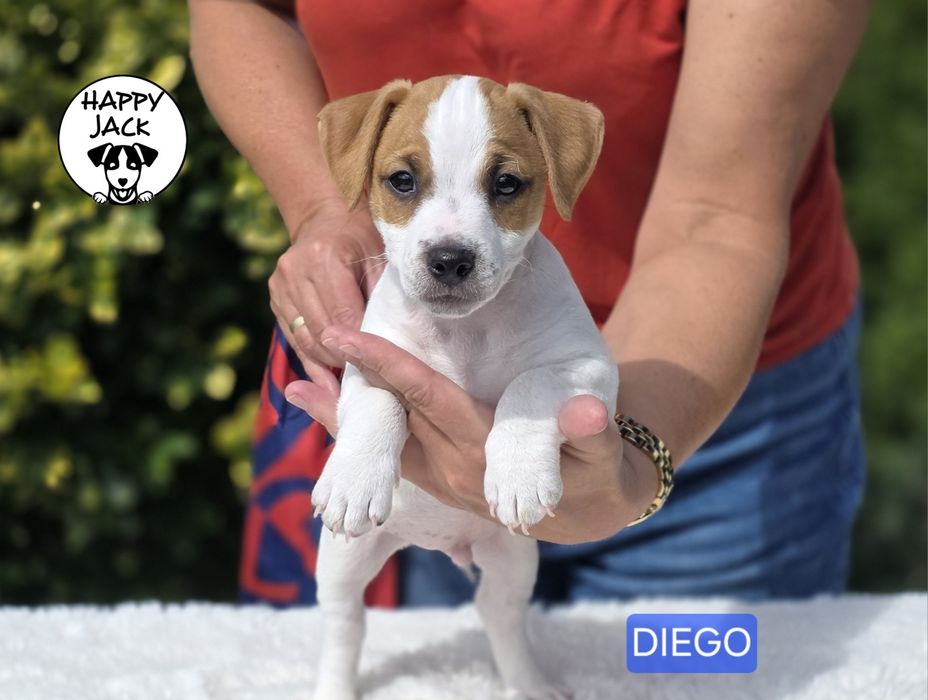 Jack Russell Terrier / piesek / gotowy do odbioru