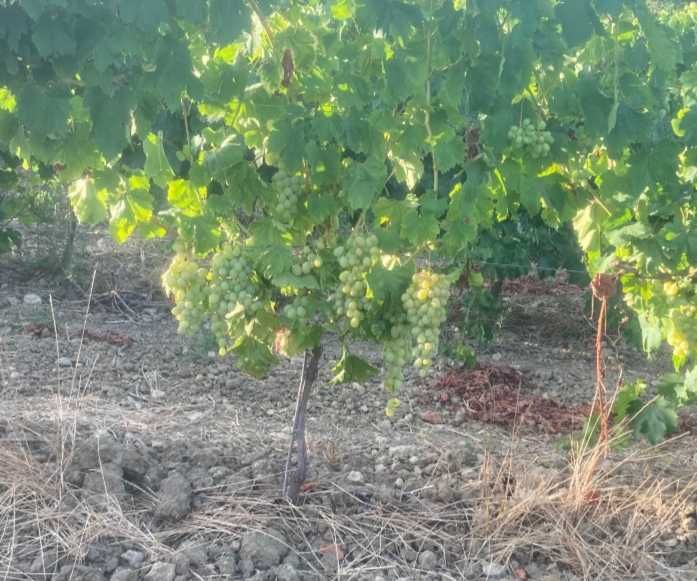 Vendo Uvas Biologicas