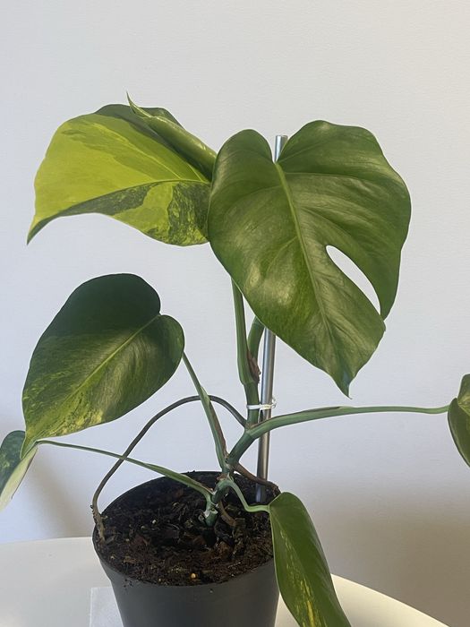Planta Monstera. Aurea variagata