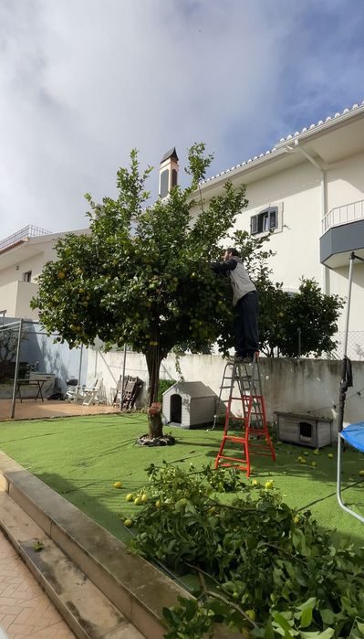 Relva Artificial e Jardinagem, Corte em Altura, Plantação e Regas