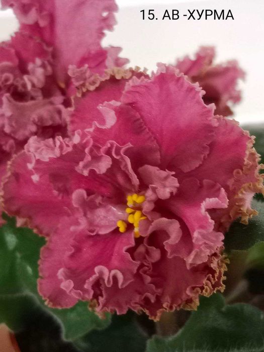 Fiołki odmianowe. Sadzonki. Zestaw 10 odmian.