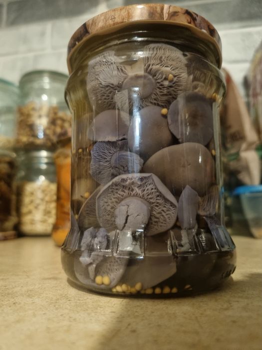 Grzyby suszone I marynowane w zalewie