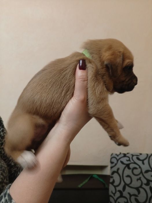 Німецький боксер