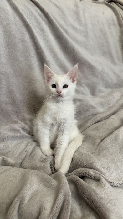 Продам котят мейн куна