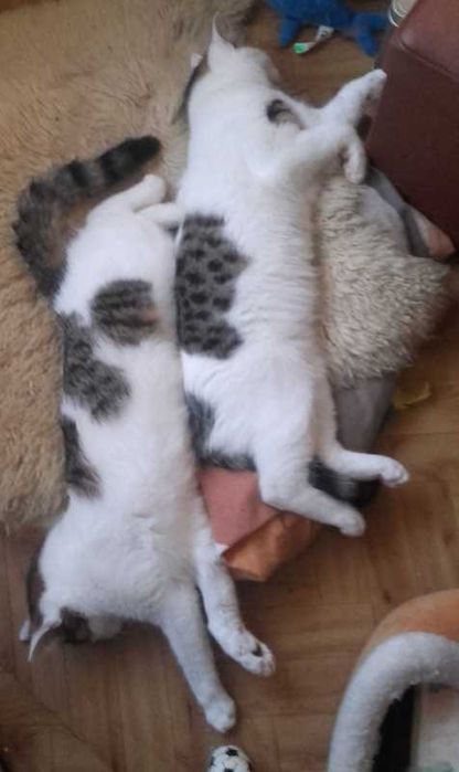 Kotki pełne miłości, 6 mies.