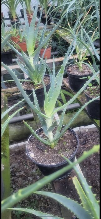 Aloes świeży na wagę