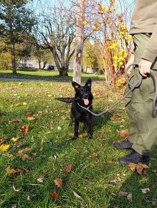 Karbonik młody pies czeka w schronisku bez wolontariatu