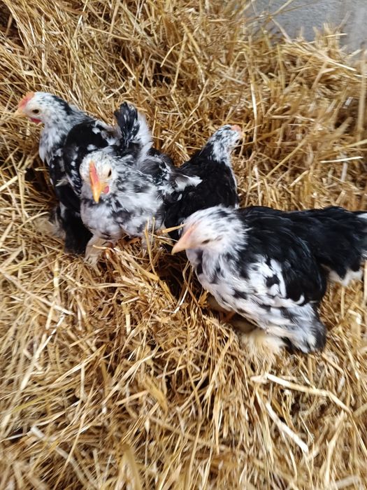 Pekins black mottled