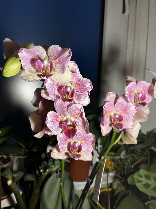 Орхидея фаленопсис суюки единорог биглип