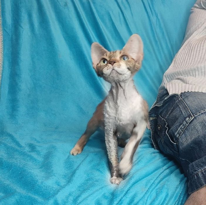 Стерилізована дівчинка Девон рекс 5 років.