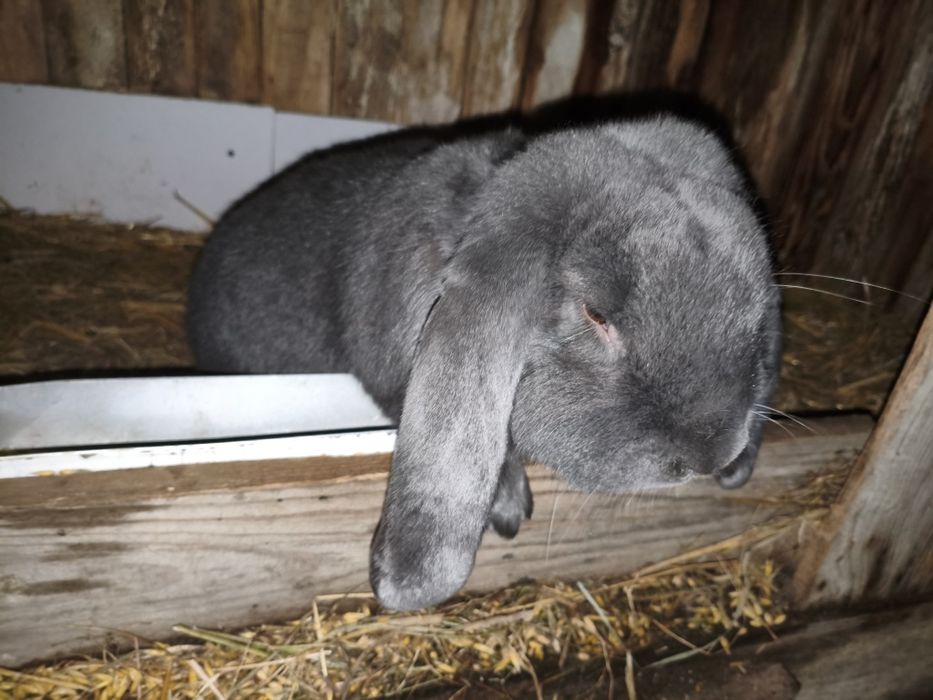 Samiec Baran Francuski Niebieski