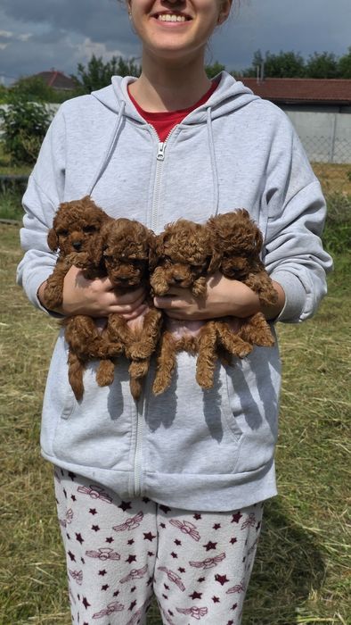 Той пуделя від тедді пуделя (Китай)! Є " Оплата частинами"