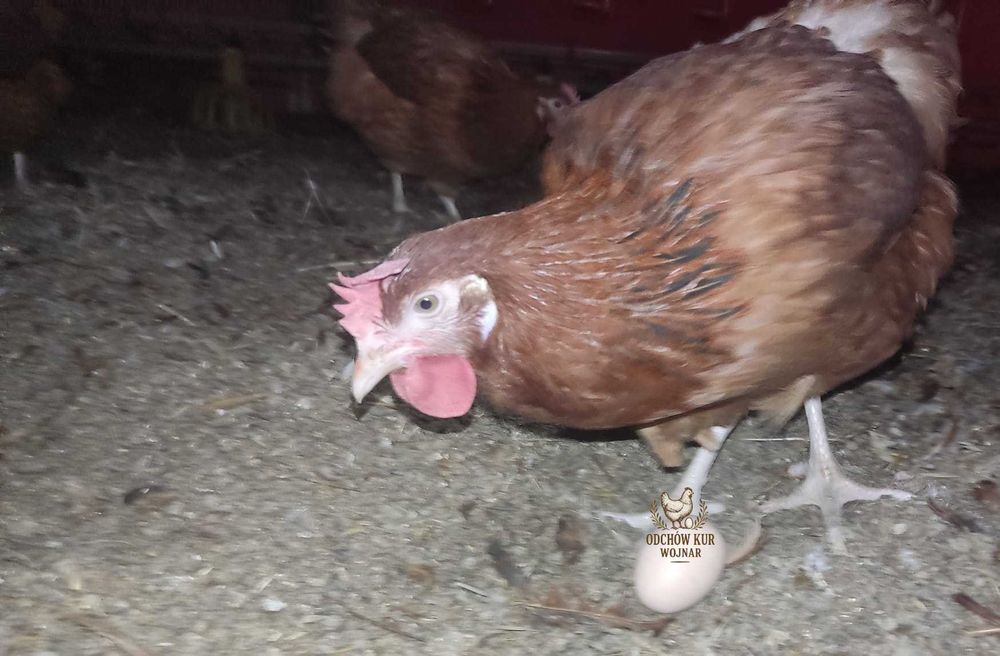 Kury nioski rosa ogólnoużytkowe różne odmiany 18–22 tygodnie