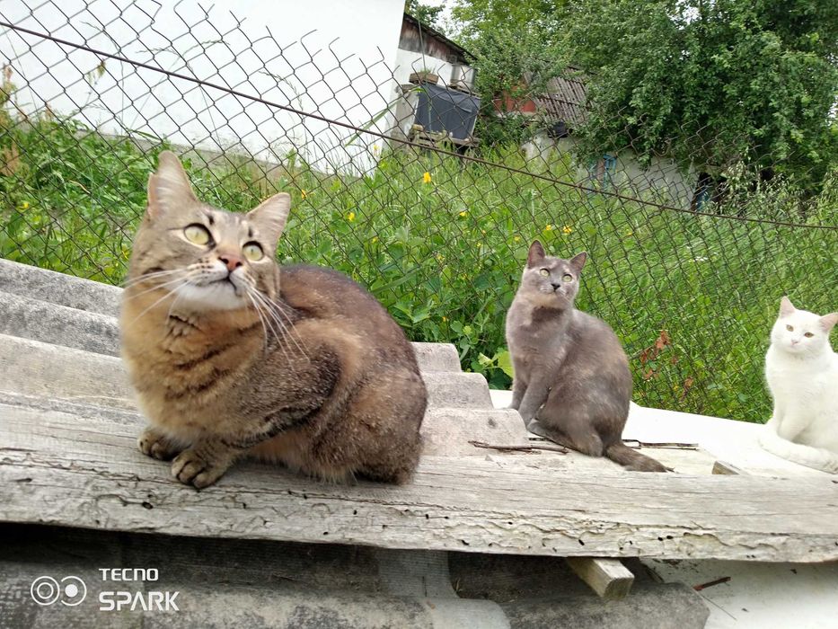 подарую кицьок стерилізованих