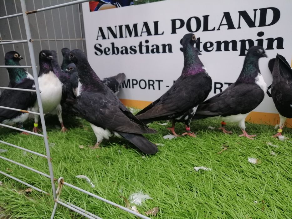 Gołębie. Czajki wiedeńskie. Czajka. Możliwy transport od 2 stycznia