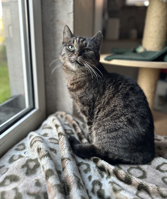 Kochane Słoneczko - gaśnie w schroniskowej klatce