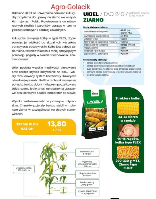 Kukurydza do siewu ! Polska ! Super cena