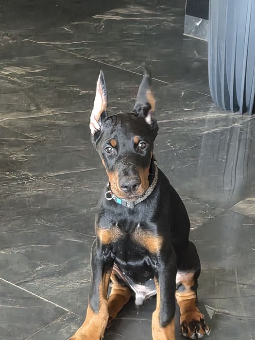 Doberman FCI  samiec