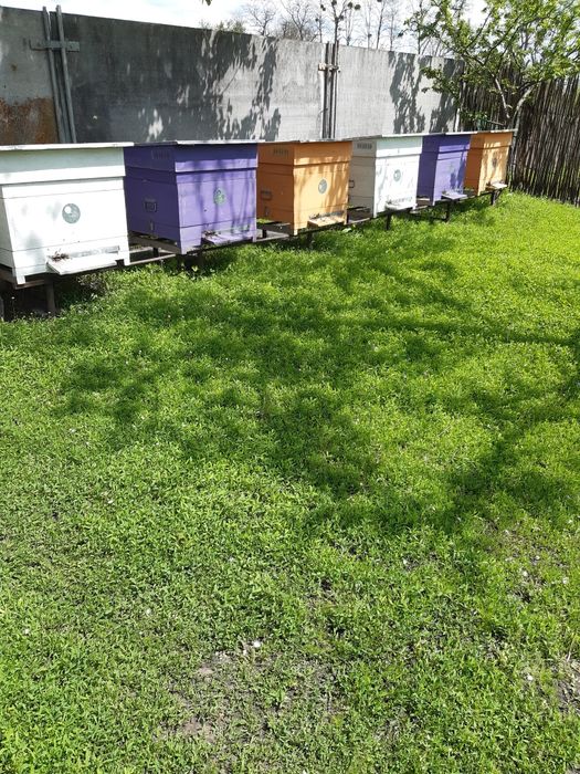 Продам вулики із бджолами