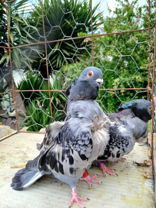 Pombos chorreras