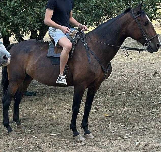 Égua cruzada com 11 anos