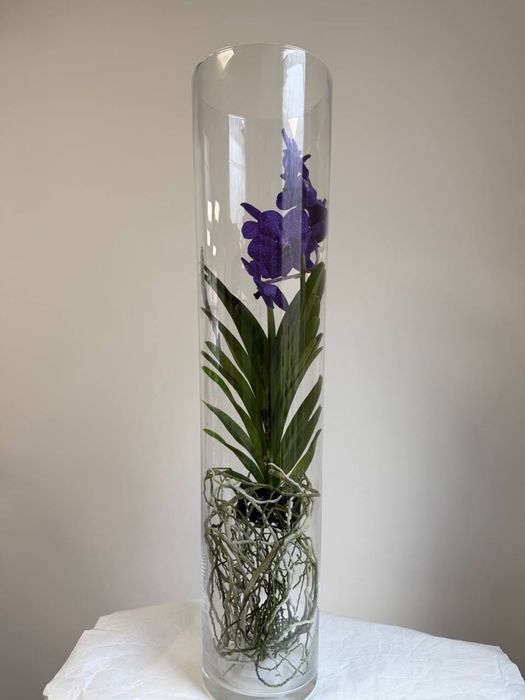 Ванда орхідея, Vanda