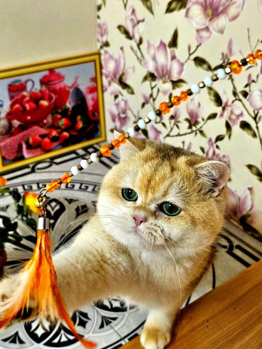 Золота шиншила VIP класу в'язка