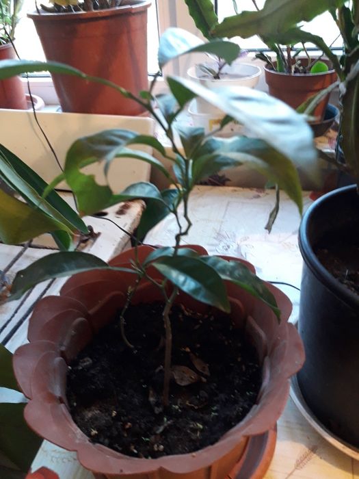 Продам Кумкват(цитрусовое карликовое деревце)