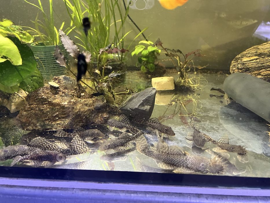 Zbrojnik Ancistrus rożne odmiany