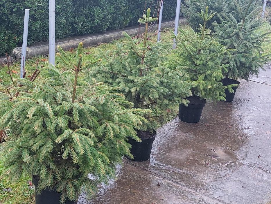 Ялинки різних розмірів