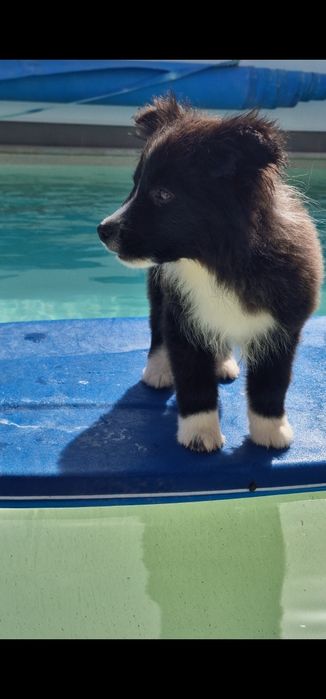 Último Border collie macho, linhagem de exposição