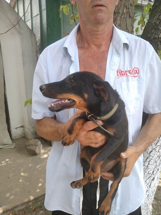 Щенки немецкого ягтерьера