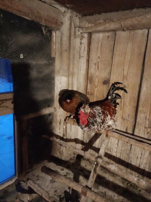 Jajka lęgowe czubatki staropolskiej trójbarwnej