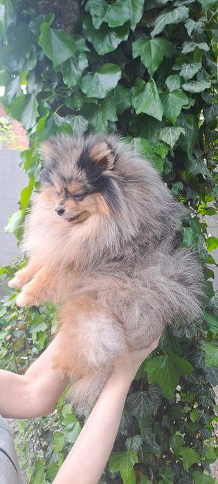 Вязка Мальчик Померанец