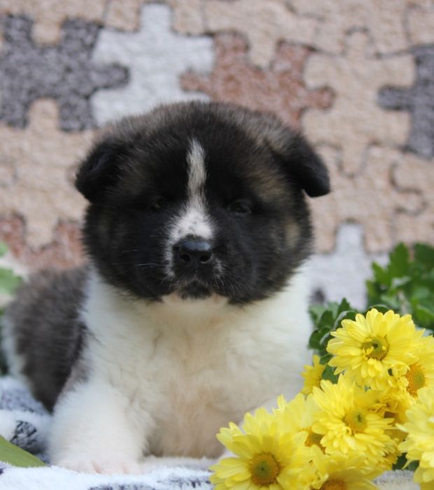 Американська акіта