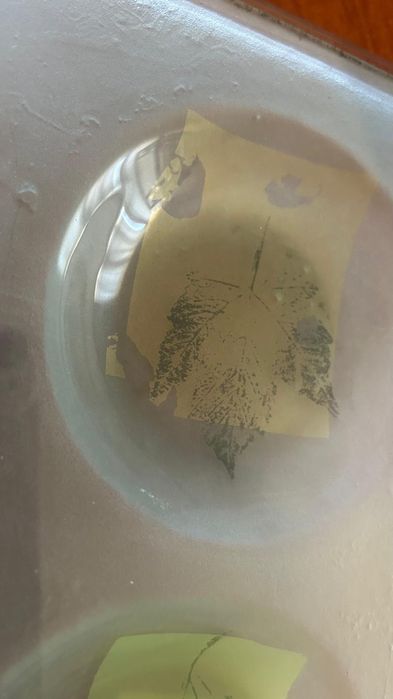 Prato decorativo com folhas - 4 Divisórias