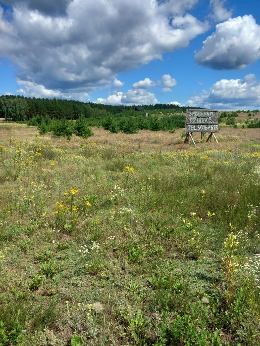 Działki siedliskowe w Borach Tucholskich